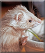 Ivory the Ferret