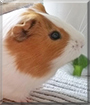 Poldi the Guinea Pig