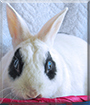 Bandit the Netherland Dwarf, Hotot mix Rabbit
