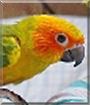 Tangalina the Sun Conure