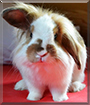 Cäsar the Lop mix Rabbit
