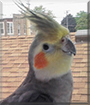 Lu Bu the Cockatiel
