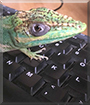 Creature the Cuban Knight Anole