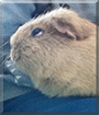 Rosie the Guinea Pig