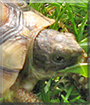 Momo the Tortoise