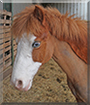 Leon the Welsh Pony