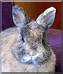 Foxy the Netherland Dwarf Rabbit