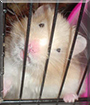 Aidan the Hamster