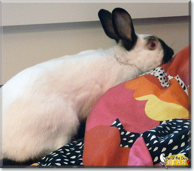 Bear the Himalayan Rabbit, the Pet of the Day