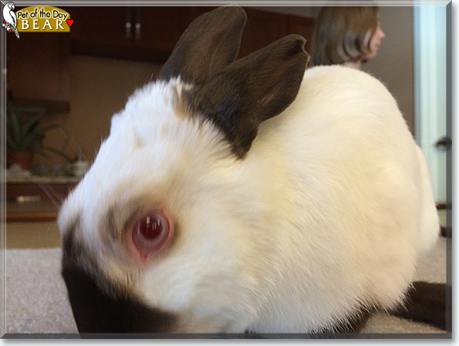 Bear the Himalayan Rabbit, the Pet of the Day