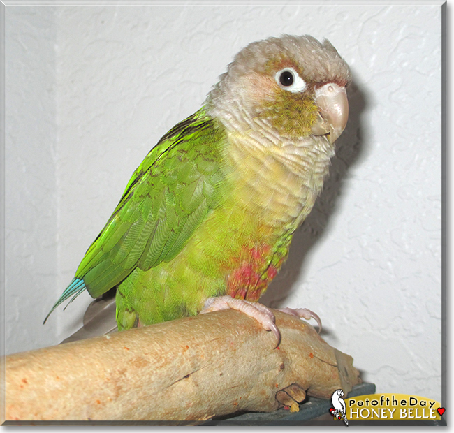 Honey Belle the Cinnamon Green Cheek Conure, the Pet of the Day