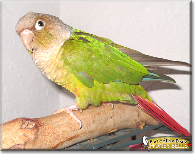 Honey Belle the Cinnamon Green Cheek Conure, the Pet of the Day