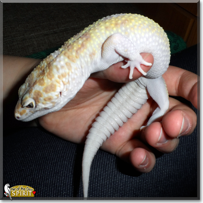 Spirit the Leopard Gecko, the Pet of the Day