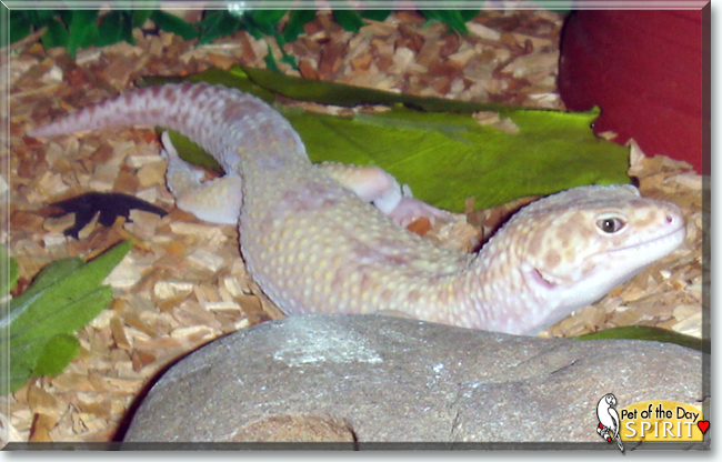 Spirit the Leopard Gecko, the Pet of the Day