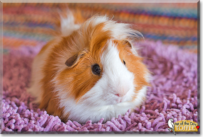 Toffee the Guinea Pig, the Pet of the Day