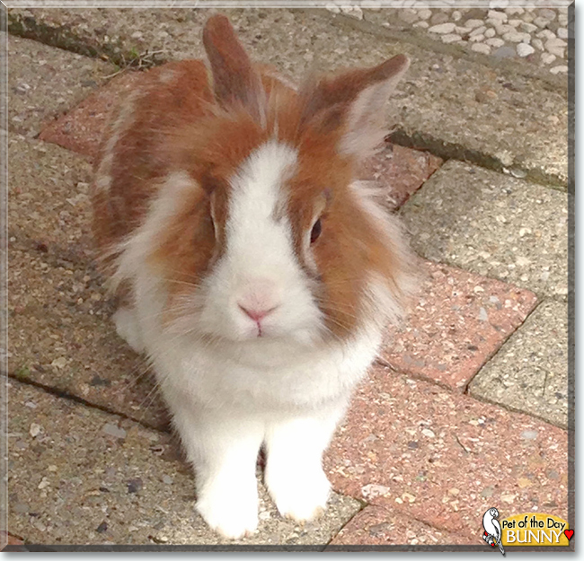 Bunny the Lionhead Rabbit, the Pet of the Day