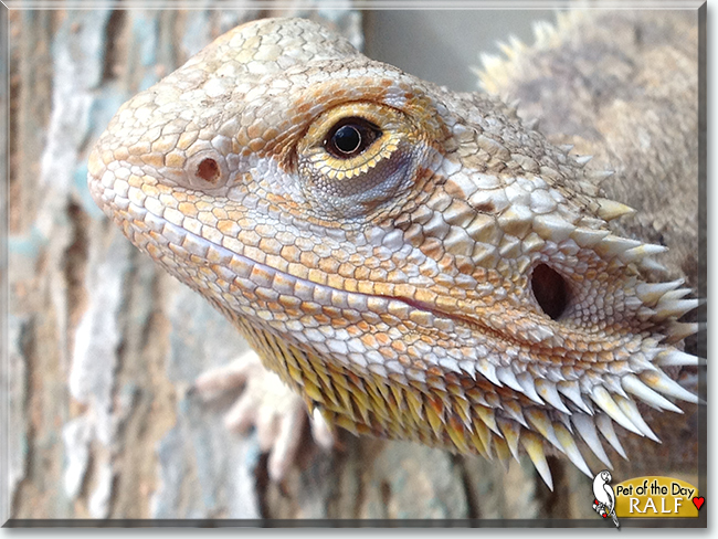 Ralf the Bearded Dragon, the Pet of the Day