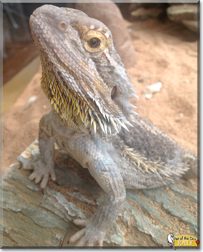 Ralf the Bearded Dragon, the Pet of the Day