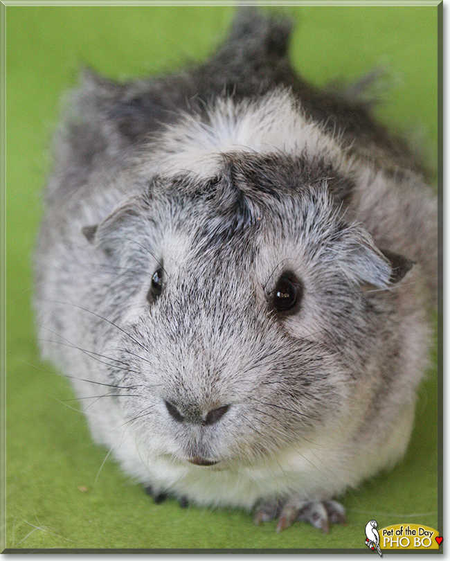 Pho Bo the Abyssinian Guinea Pig, the Pet of the Day
