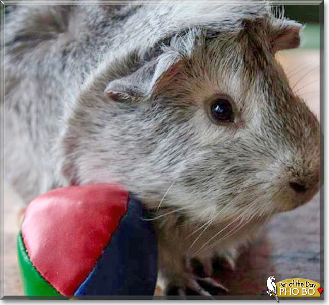 Pho Bo the Abyssinian Guinea Pig, the Pet of the Day