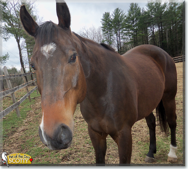 Scotty the Quarter Horse, the Pet of the Day