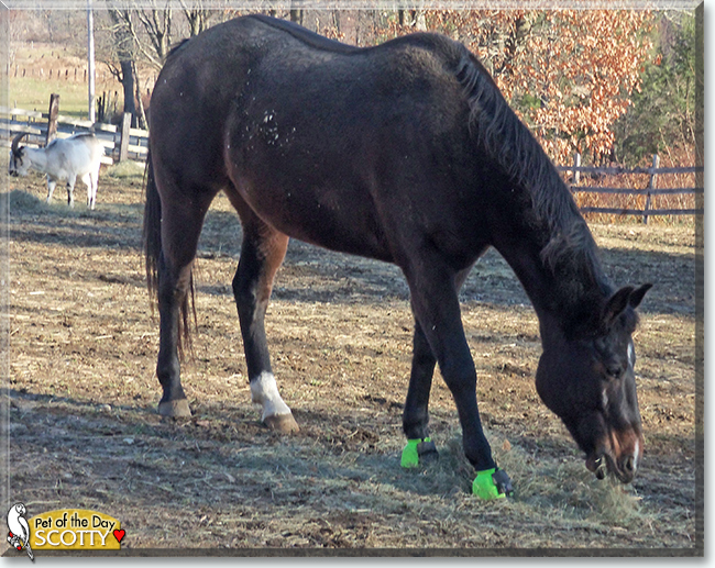 Scotty the Quarter Horse, the Pet of the Day