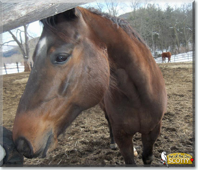Scotty the Quarter Horse, the Pet of the Day