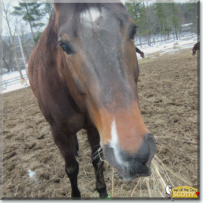 Scotty the Quarter Horse, the Pet of the Day