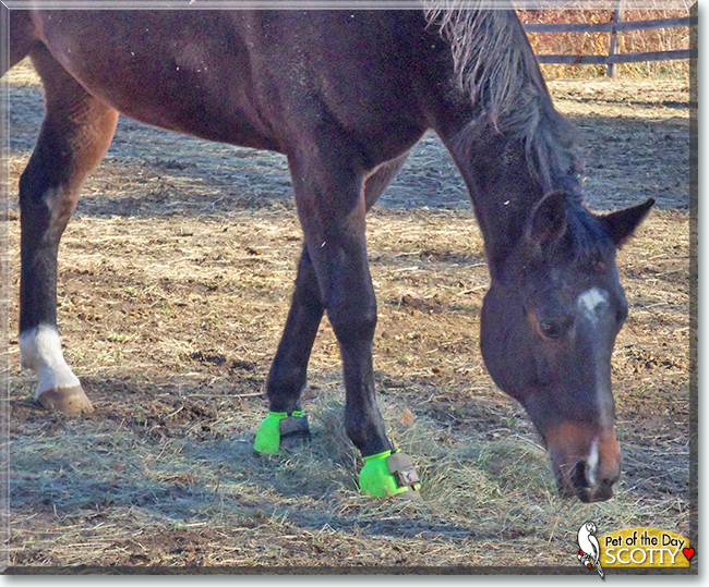 Scotty the Quarter Horse, the Pet of the Day