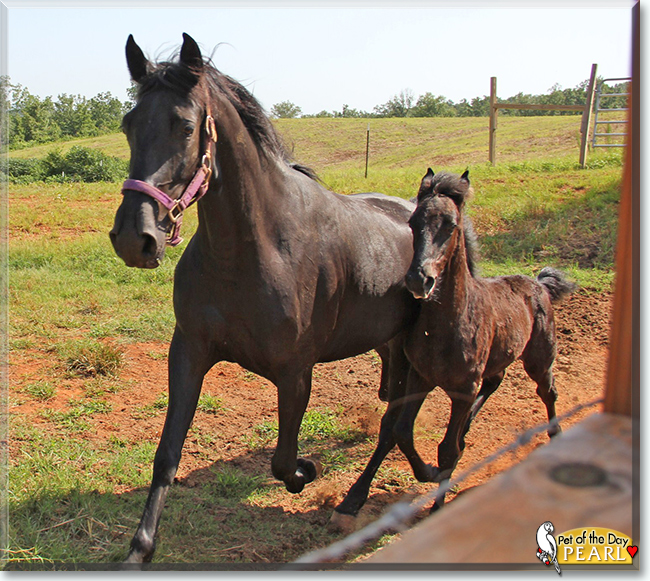 Pearl the Tennessee Wallking Horse, the Pet of the Day