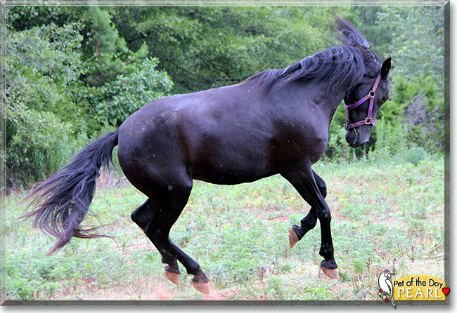 Pearl the Tennessee Wallking Horse, the Pet of the Day