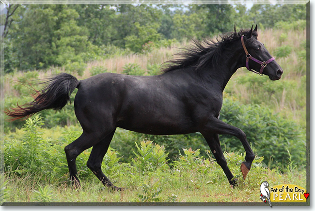 Pearl the Tennessee Wallking Horse, the Pet of the Day