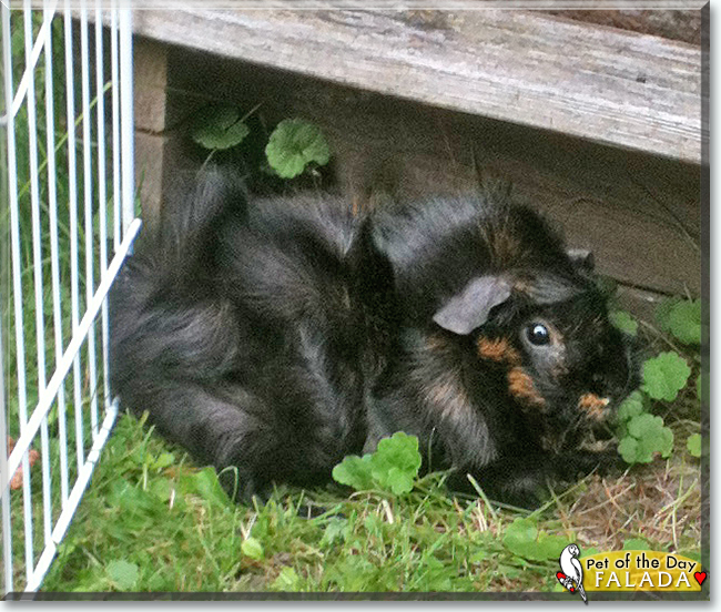 Falada the Rosette Guinea Pig, the Pet of the Day