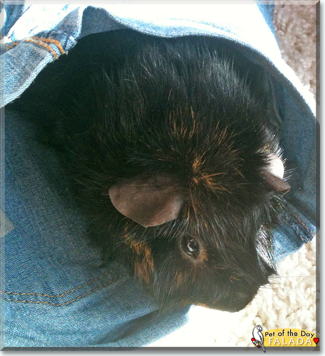 Falada the Rosette Guinea Pig, the Pet of the Day