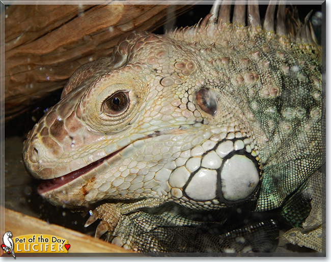 Lucifer the Iguana, the Pet of the Day