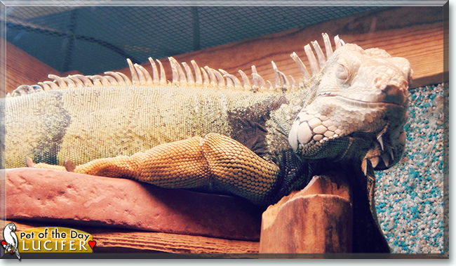 Lucifer the Iguana, the Pet of the Day