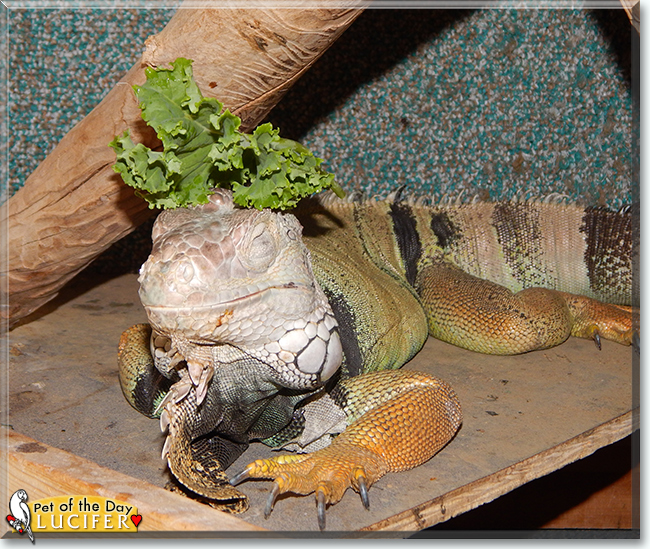 Lucifer the Iguana, the Pet of the Day