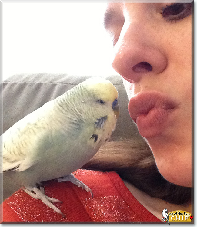 Chip the English Budgerigar, the Pet of the Day