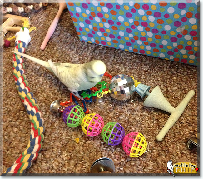 Chip the English Budgerigar, the Pet of the Day