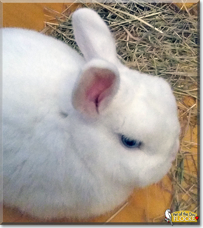 Blue eyed sales white polish rabbit