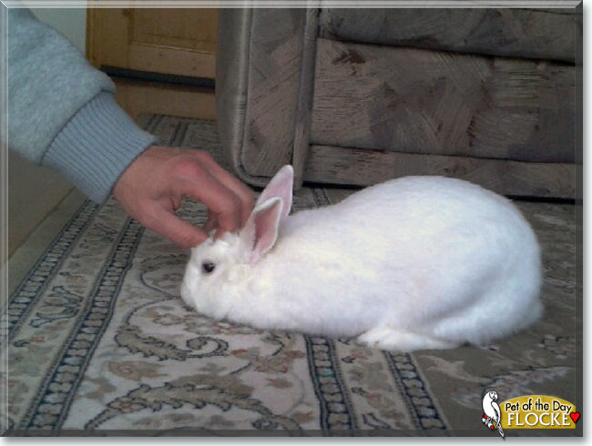 Flocke the Fox Rabbit, the Pet of the Day
