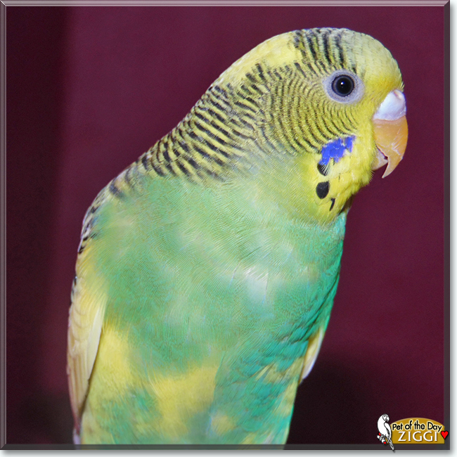 Ziggi the Budgerigar, the Pet of the Day