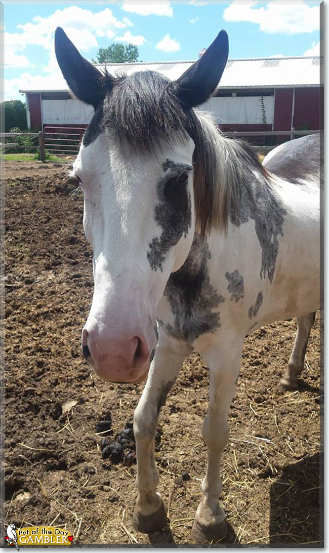 Gambler the Paint Horse, the Pet of the Day