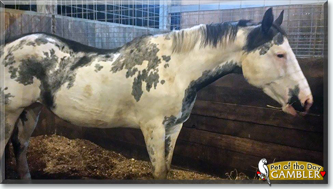 Gambler the Paint Horse, the Pet of the Day