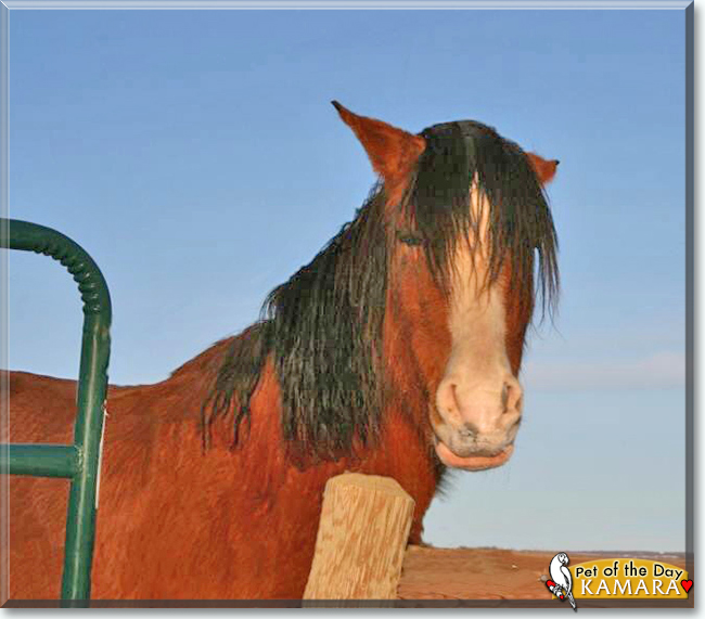 Kamara the Paso Fino Horse, the Pet of the Day