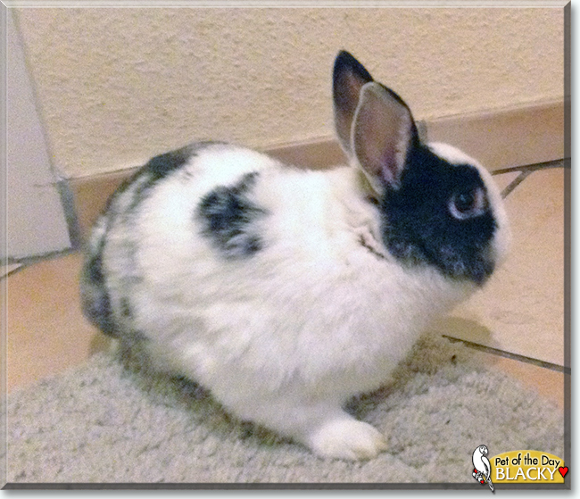 Blacky the Rabbit, the Pet of the Day