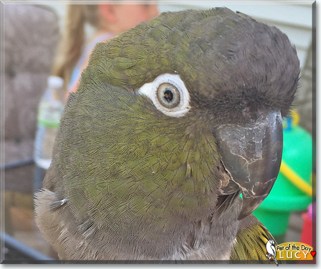 Lucy the Patagonian Conure, the Pet of the Day