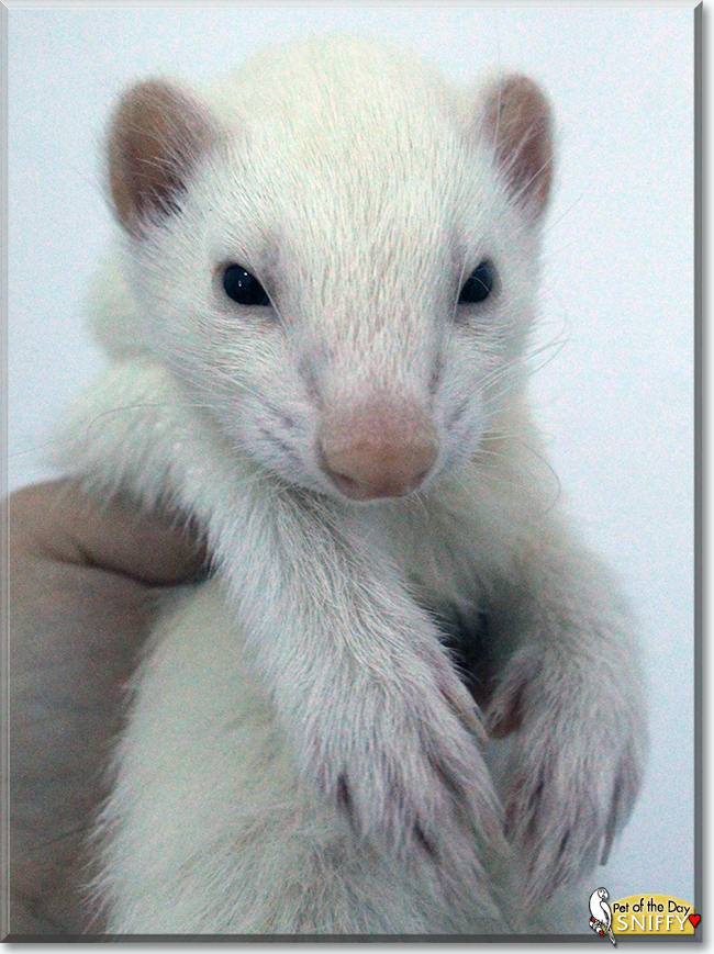 Sniffy the Ferret, the Pet of the Day