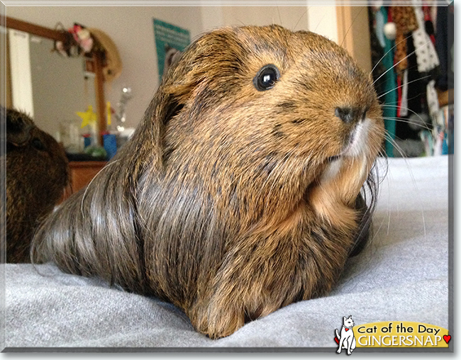 GingerSnap the Silky Guinea Pig, the Pet of the Day