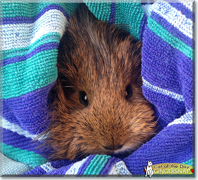 GingerSnap the Silky Guinea Pig, the Pet of the Day